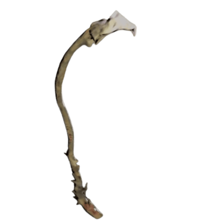 Chew Stick