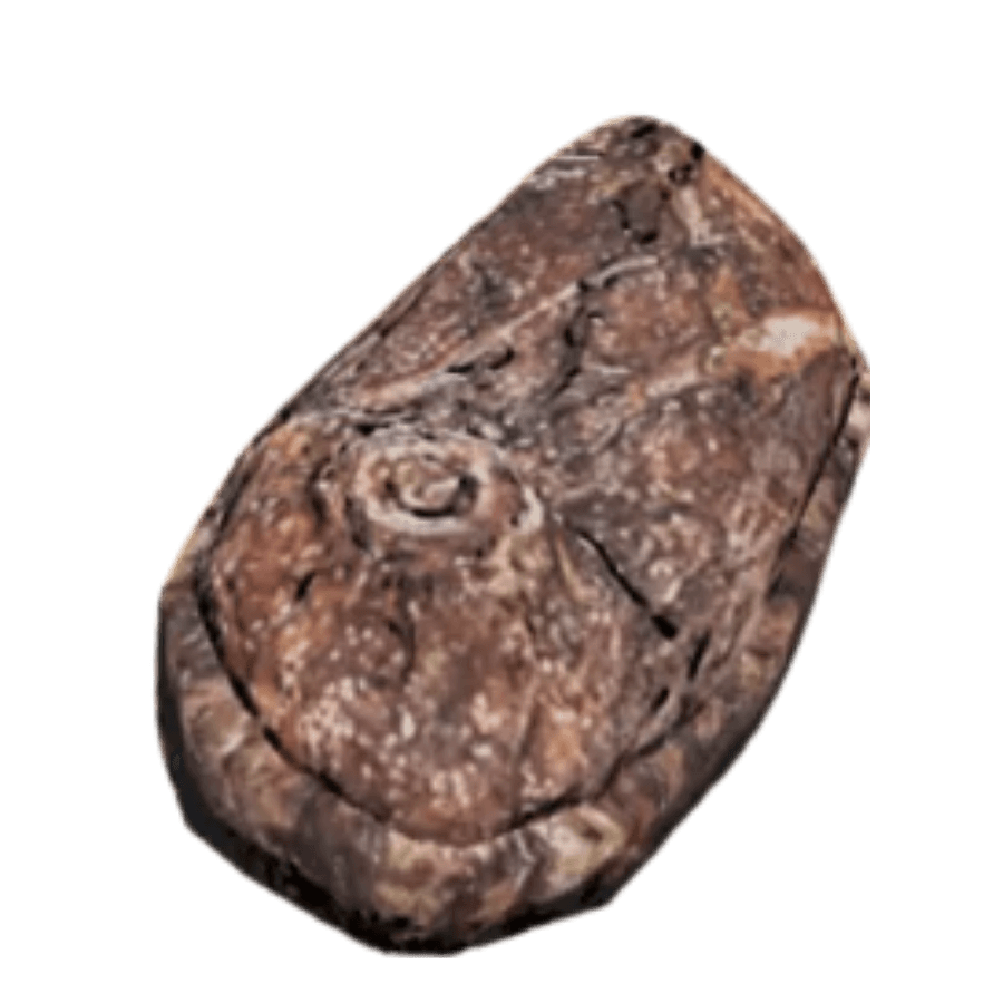 Deathclaw Steak