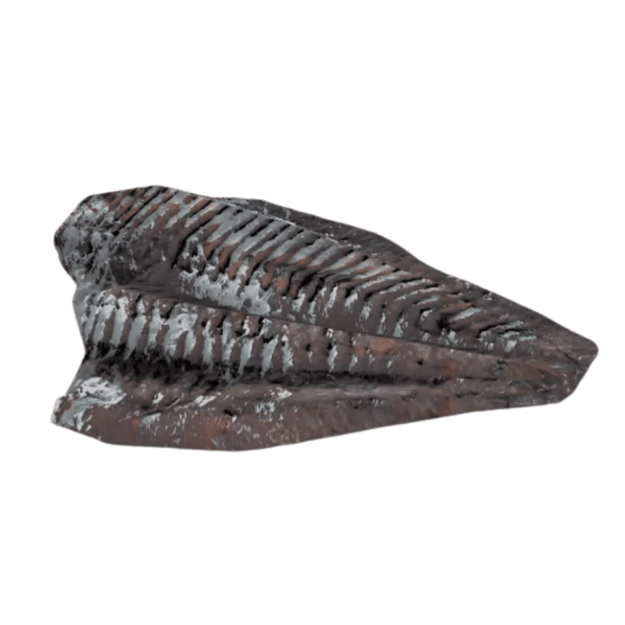 Poached Angler