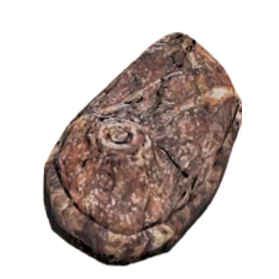 Deathclaw Steak