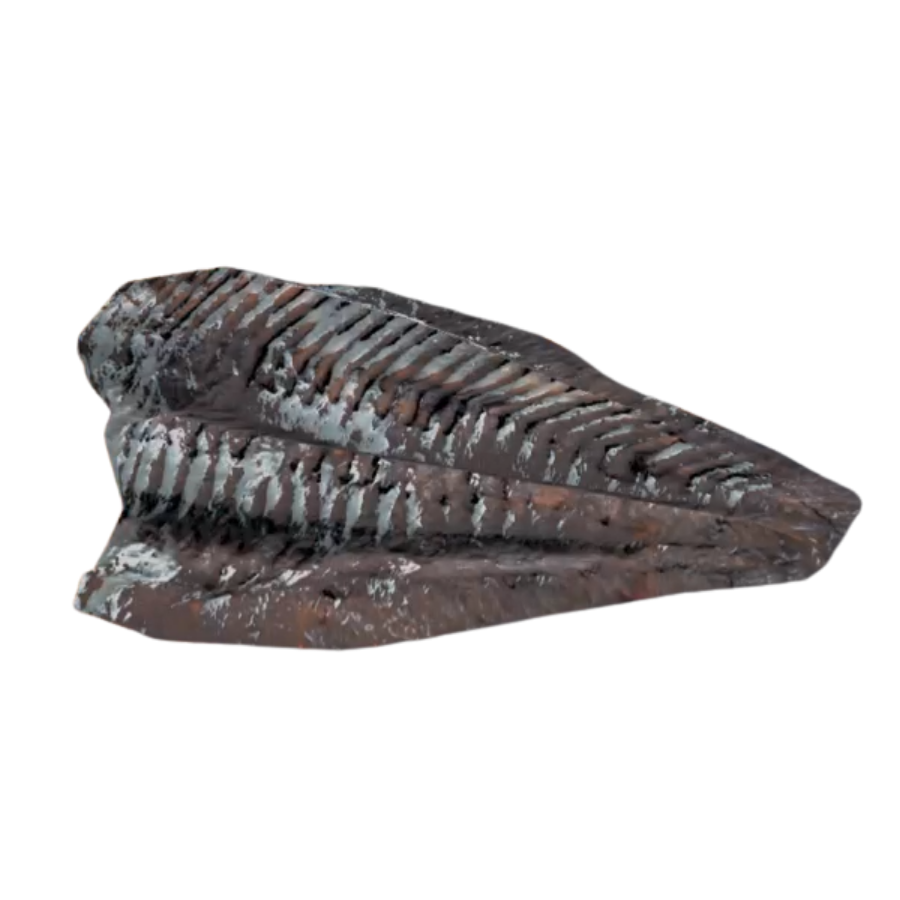 Poached Angler